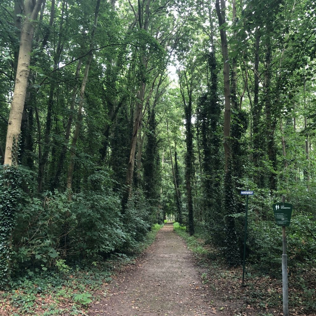 pathway between green trees during daytime