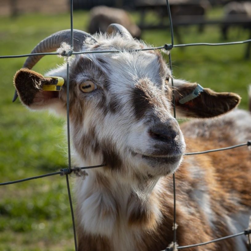 a close up of a goat behind a fence